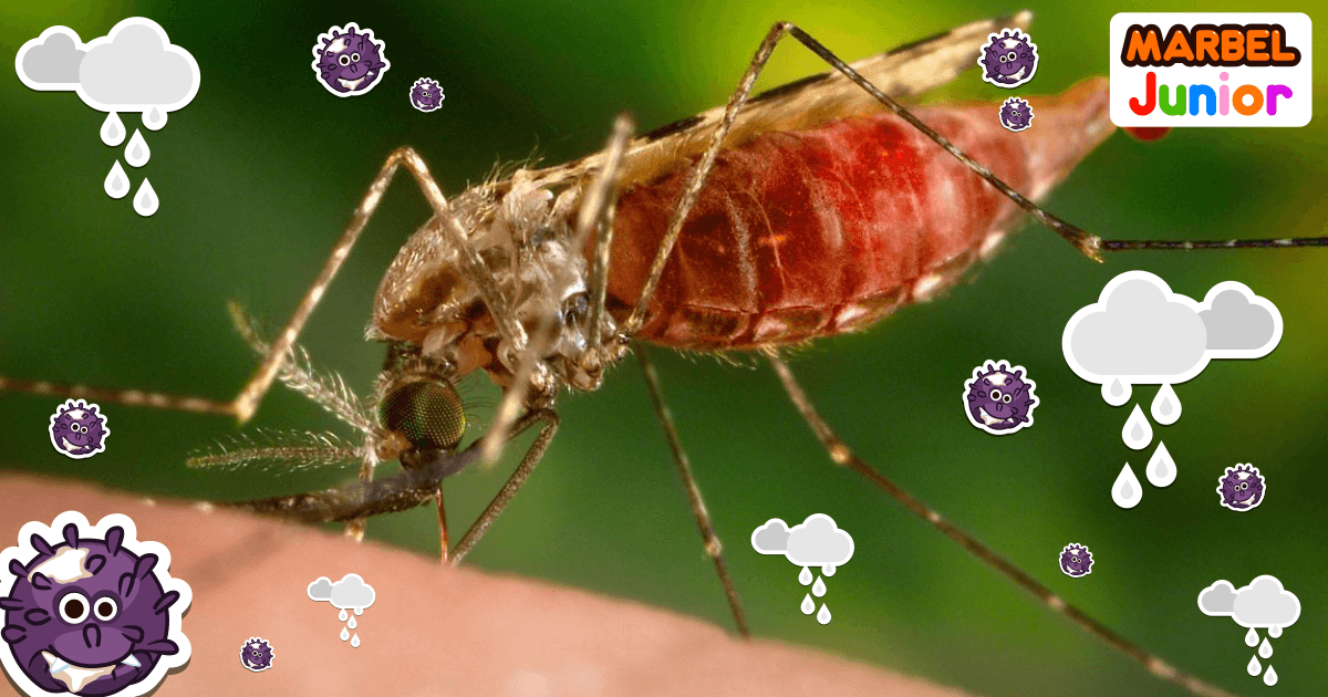 Blog Waspada 7 Penyakit Berbahaya Ini Berasal Dari Gigitan Nyamuk Cover Image
