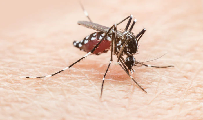 Sumber : https://www.india.com/lifestyle/dengue-fever-symptoms-symptoms-causes-treatment-and-everything-you-need-to-know-about-dengue-fever-1658471/