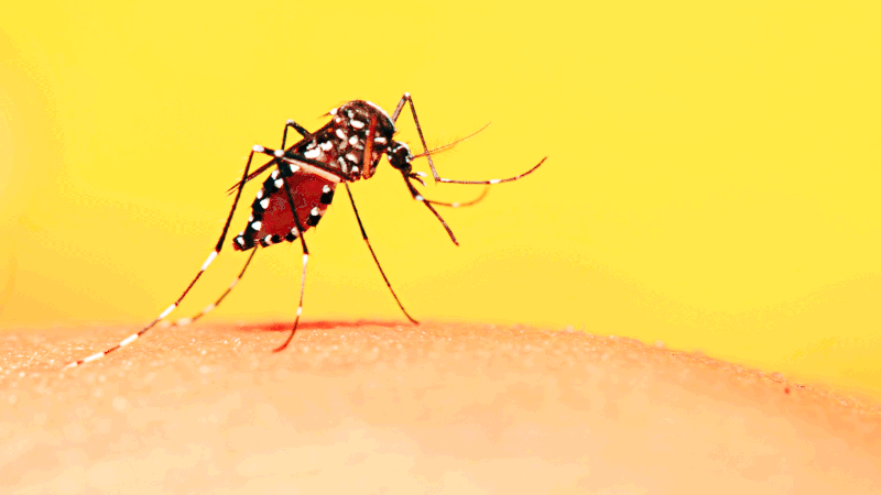 Sumber gambar : https://in.style.yahoo.com/person-infected-dengue-malaria-same-123558761.html