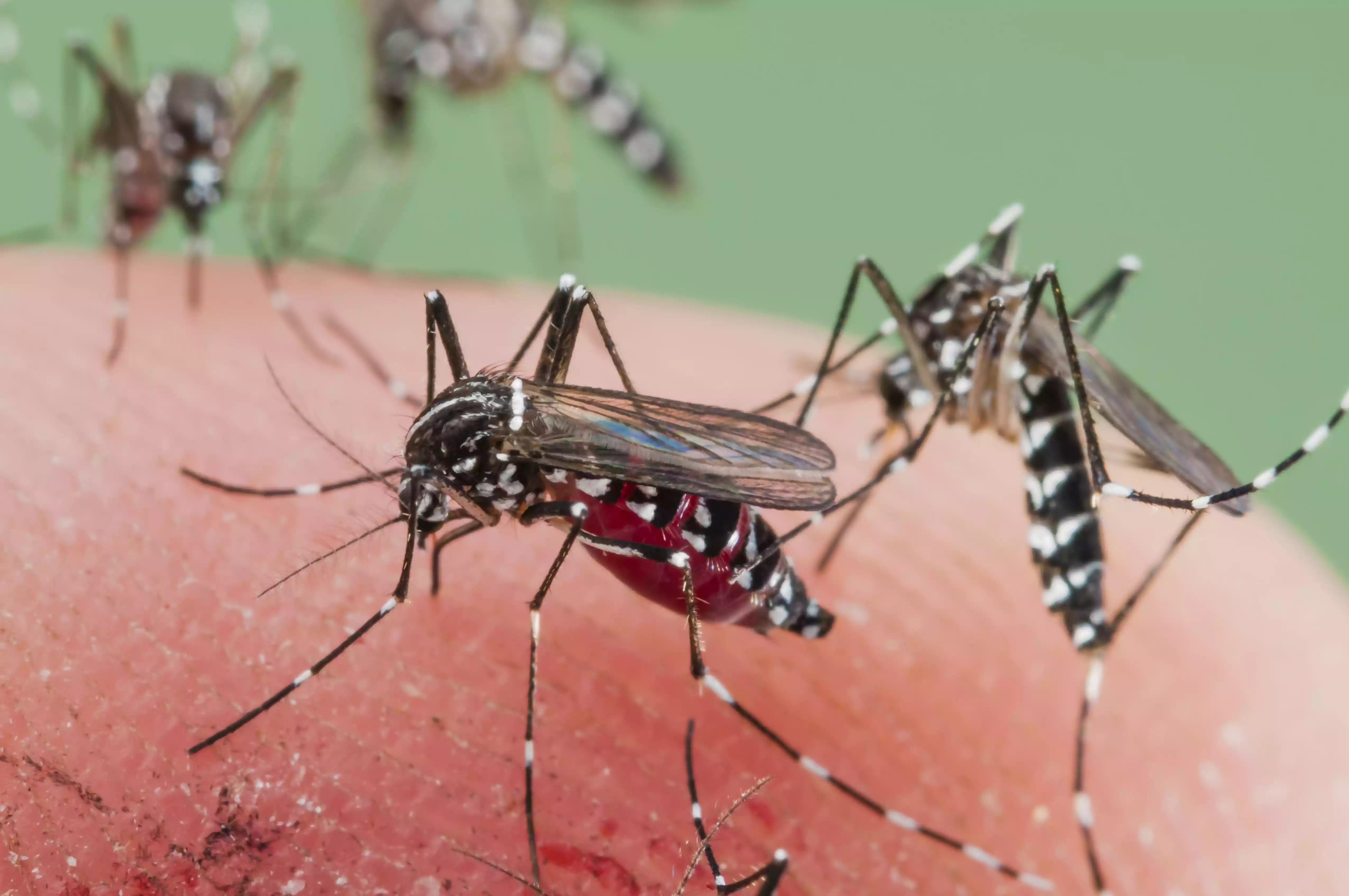 Sumber gambar : https://www.verywellhealth.com/mosquito-borne-diseases-3572796