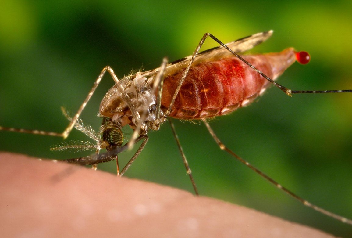 Sumber gambar : http://theconversation.com/using-gene-drives-to-control-wild-mosquito-populations-and-wipe-out-malaria-104613